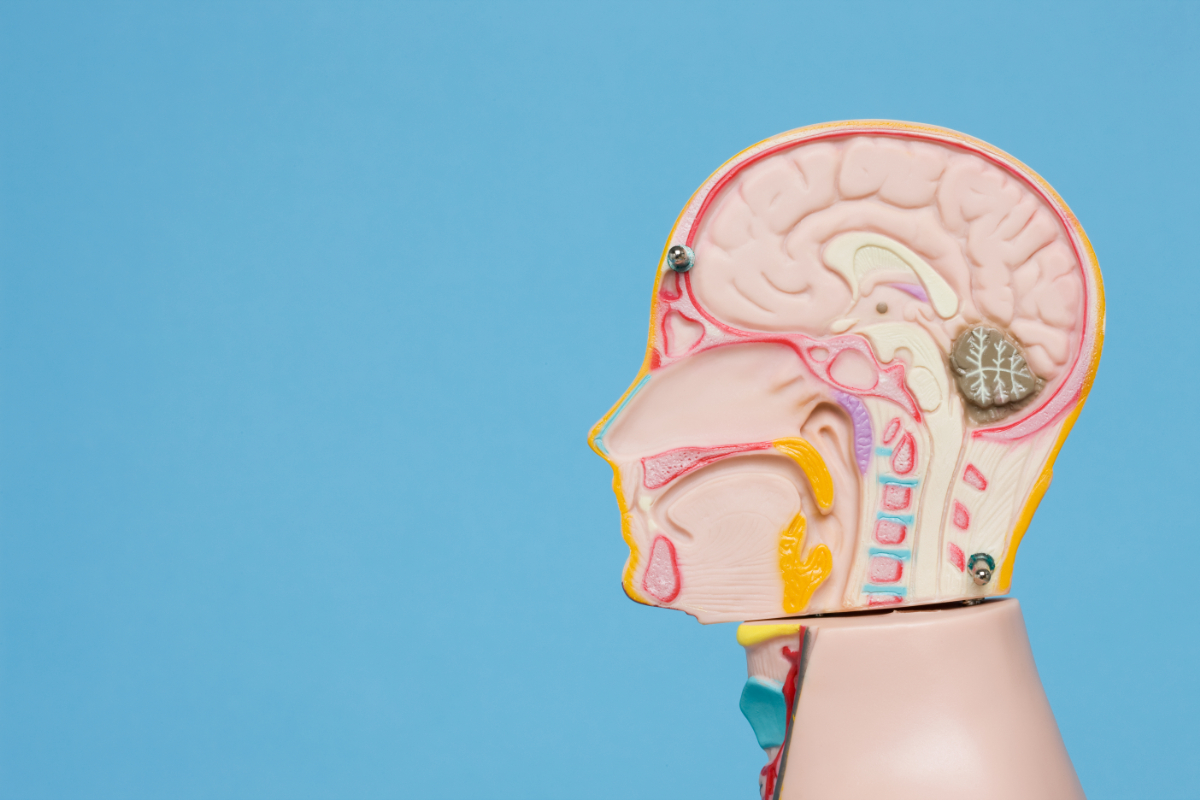 腸と脳の関係「脳腸相関」とは?認知症との関係やケア方法についても解説のイメージ画像